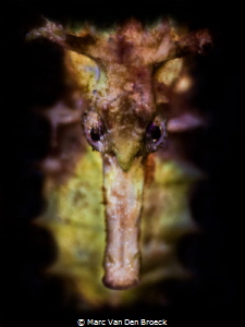 "see" horse by Marc Van Den Broeck 
